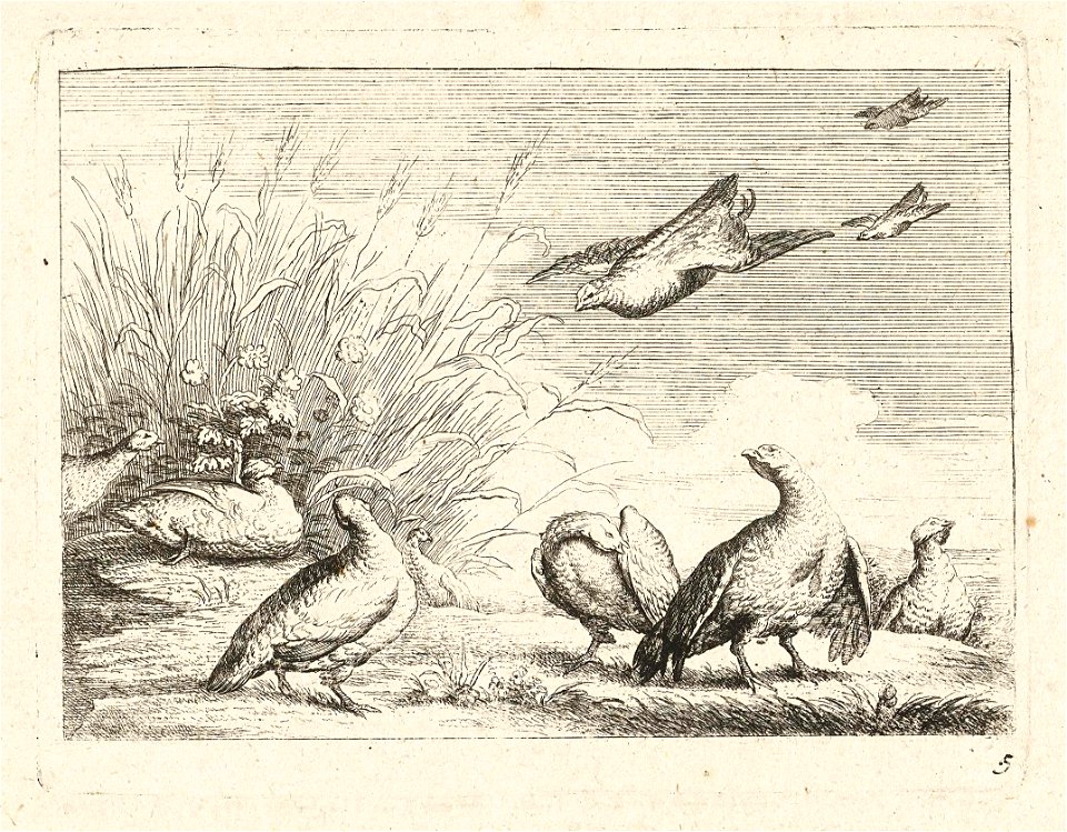 Patrijzen