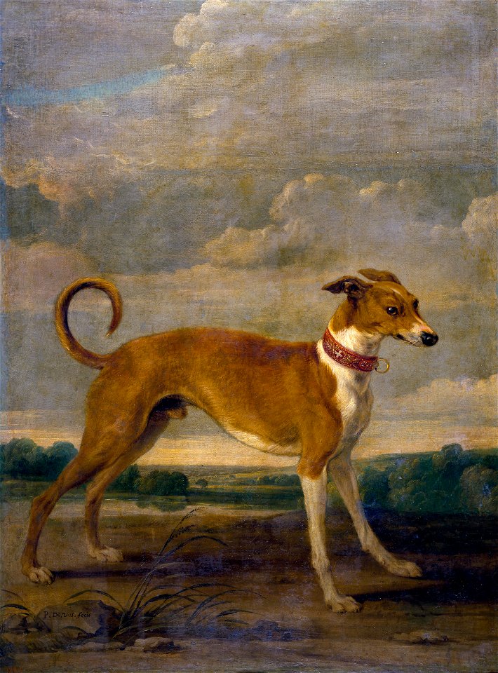 Paul de Vos - A dog