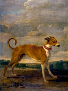 Paul de Vos - A dog
