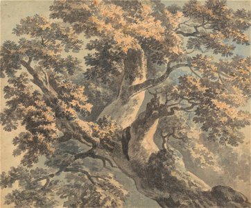 Paul Sandby - Study of a Tree - Google Art Project. Free illustration for personal and commercial use.