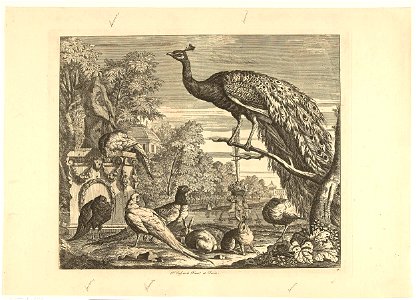 Pauw, konijnen en andere vogels bij een tuinfontein