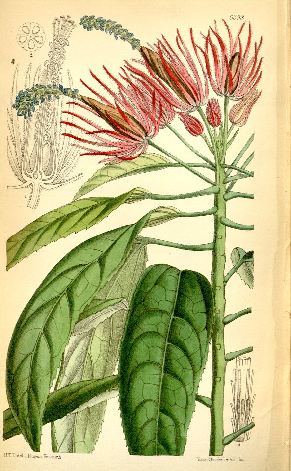 Pavonia multiflora Bot. Mag. 104. 6398. 1878.