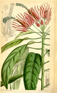 Pavonia multiflora Bot. Mag. 104. 6398. 1878.