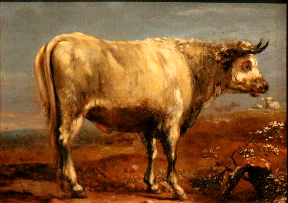 Paulus Potter-taureau blanc
