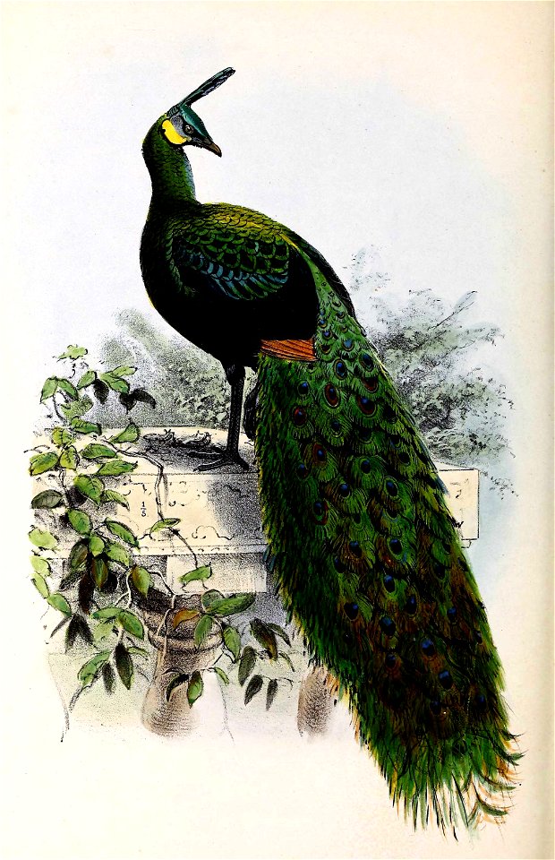 Pavo muticus 1873