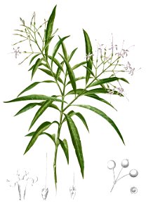 Pavetta membranacea Blanco2.246-cropped
