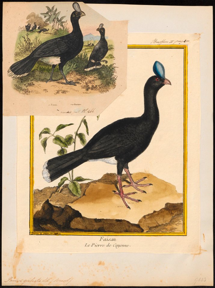 Pauxi galeata - 1700-1880 - Print - Iconographia Zoologica - Special Collections University of Amsterdam - UBA01 IZ16900085