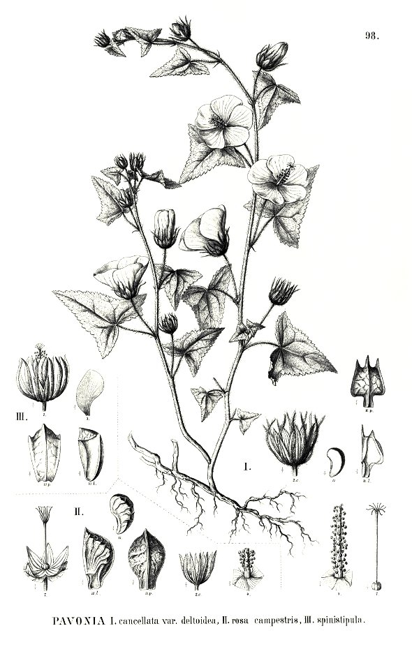 Pavonia cancellata Flora Brasiliensis 12 3 pl. 98