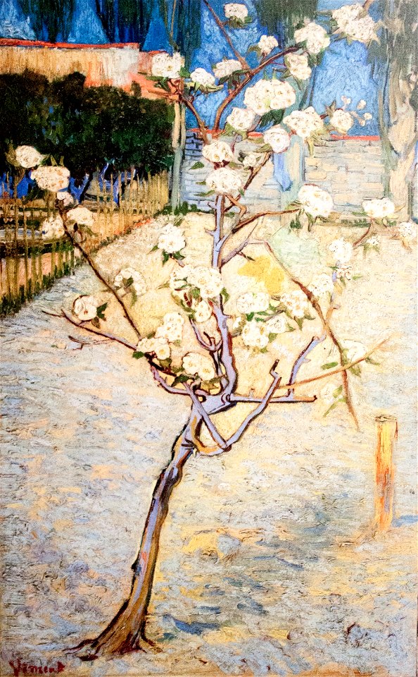 Peach Tree in Blossom - My Dream
