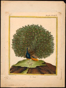 Pavo cristatus - 1700-1880 - Print - Iconographia Zoologica - Special Collections University of Amsterdam - UBA01 IZ16900213