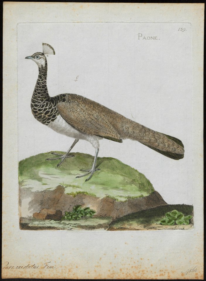 Pavo cristatus - 1790-1796 - Print - Iconographia Zoologica - Special Collections University of Amsterdam - UBA01 IZ16900217