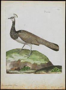 Pavo cristatus - 1790-1796 - Print - Iconographia Zoologica - Special Collections University of Amsterdam - UBA01 IZ16900217