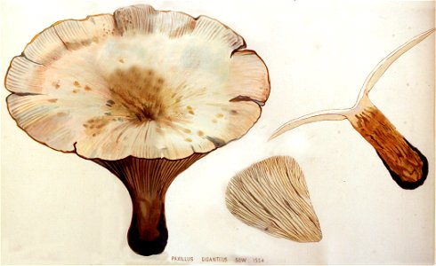 Paxillus giganteus — Flora Batava — Volume v20