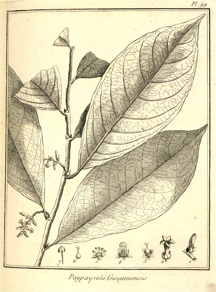 Paypayrola guianensis Aublet 1775 pl 99