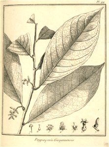 Paypayrola guianensis Aublet 1775 pl 99