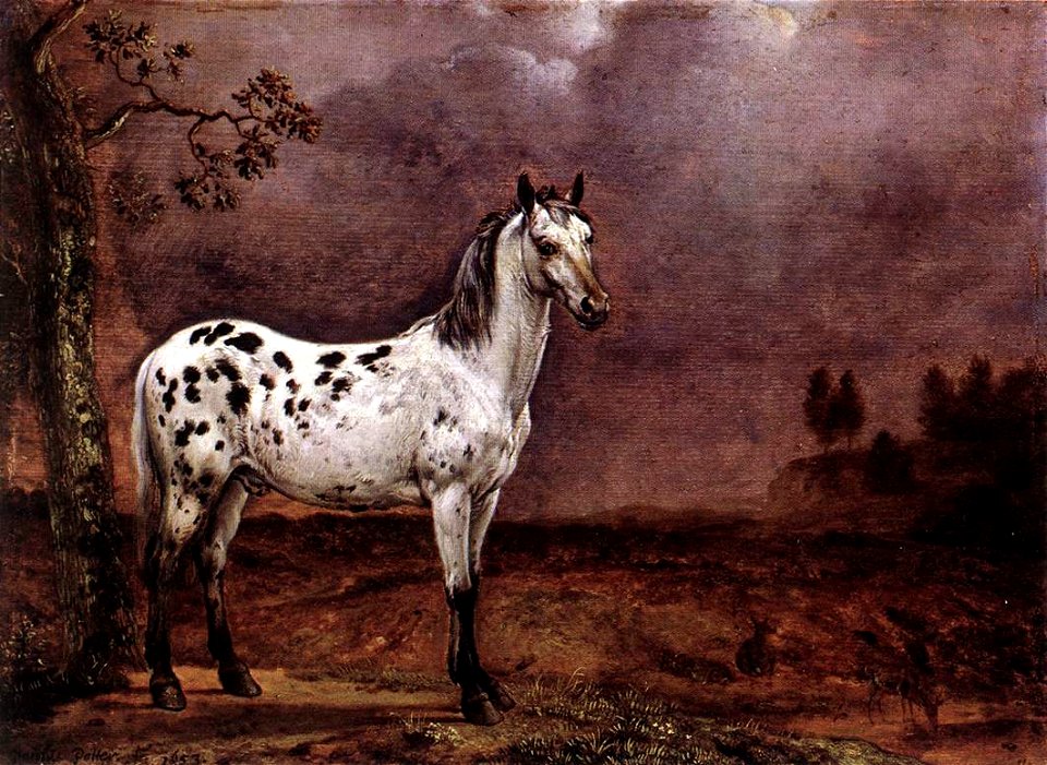 Paulus Potter - The Spotted Horse - WGA18217