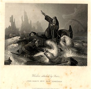 Payne's Universum Whalers attacked by bears c1840 ubs G 0834 I