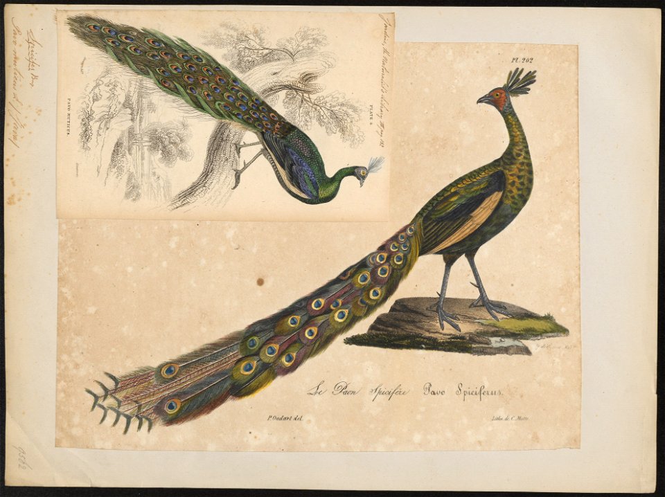Pavo muticus - 1825-1834 - Print - Iconographia Zoologica - Special Collections University of Amsterdam - UBA01 IZ16900223