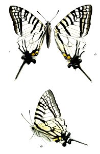 PazalaGlycerion 479 1