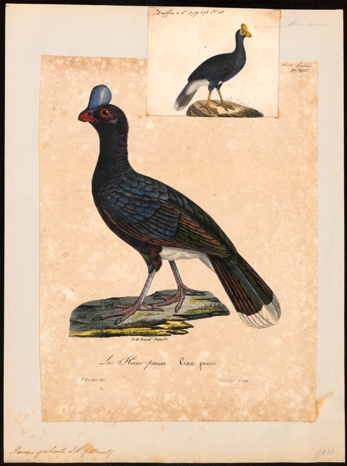 Pauxi galeata - 1825-1834 - Print - Iconographia Zoologica - Special Collections University of Amsterdam - UBA01 IZ16900087