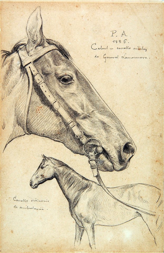 Pedro Américo - Cabul - Cavalo Inglês - Estudo, Acervo do Museu Paulista da USP (cropped)