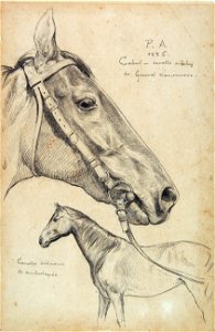 Pedro Américo - Cabul - Cavalo Inglês - Estudo, Acervo do Museu Paulista da USP (cropped)