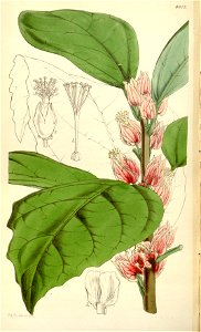 Pavonia strictiflora Bot. Mag. 78. 4677. 1852