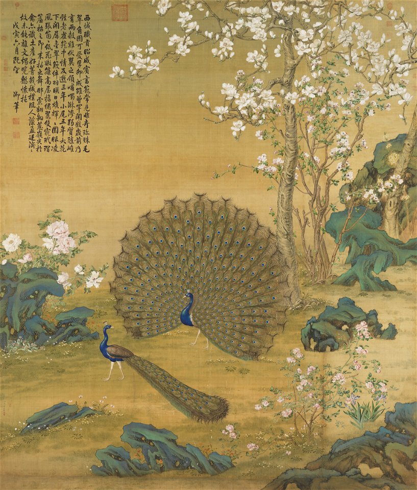 Peacock Spreads Its Tail