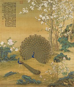 Peacock Spreads Its Tail