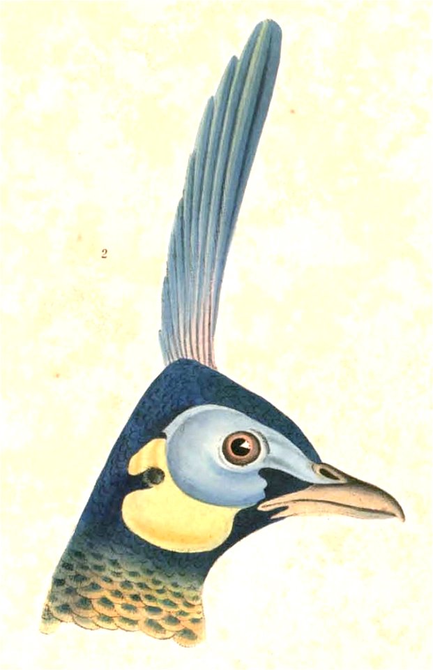 Pavo muticus Hardwicke
