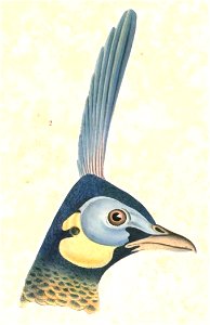 Pavo muticus Hardwicke