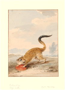 Pedetes capensis - 1710-1792 - Print - Iconographia Zoologica - Special Collections University of Amsterdam - UBA01 IZA1000702