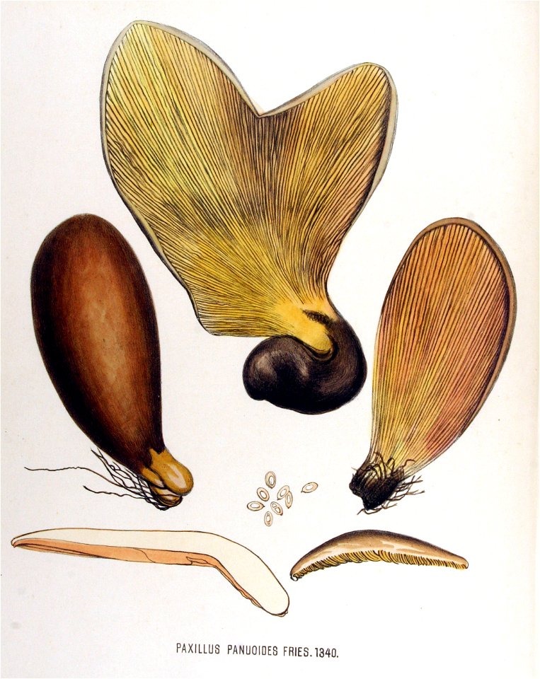 Paxillus panuoides — Flora Batava — Volume v17