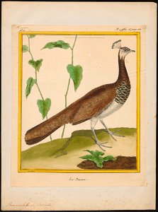 Pavo cristatus - 1700-1880 - Print - Iconographia Zoologica - Special Collections University of Amsterdam - UBA01 IZ16900215