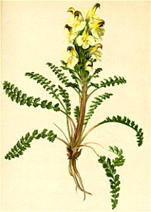 Pedicularis versicolor Atlas Alpenflora
