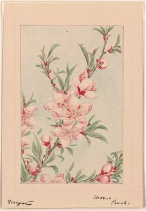 Peach tree branches with leaves and blossoms) - Megata LCCN2009630069