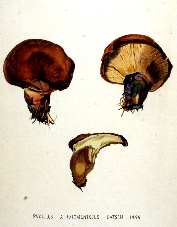 Paxillus atrotomentosus — Flora Batava — Volume v19