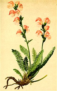 Pedicularis incarnata Atlas Alpenflora