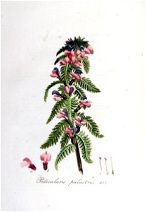 Pedicularis palustris — Flora Batava — Volume v6. Free illustration for personal and commercial use.
