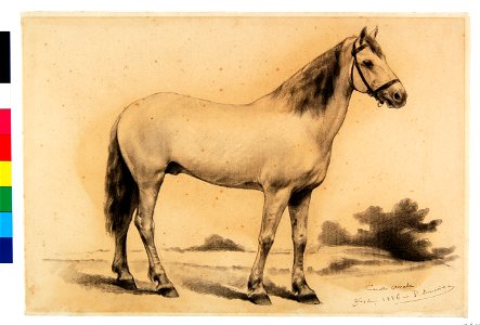 Pedro Américo - Cavalo Árabe - Estudo, Acervo do Museu Paulista da USP