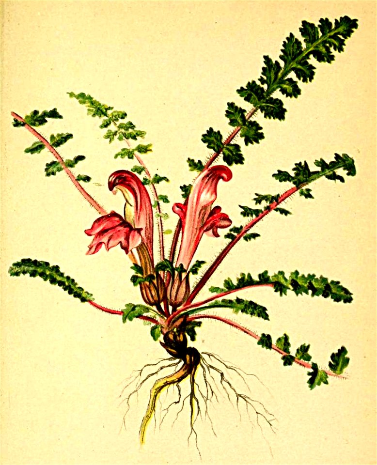 Pedicularis acaulis Atlas Alpenflora