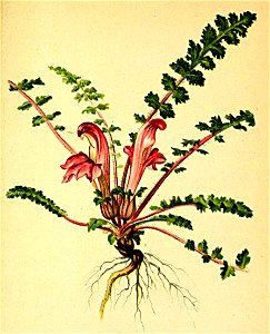 Pedicularis acaulis Atlas Alpenflora