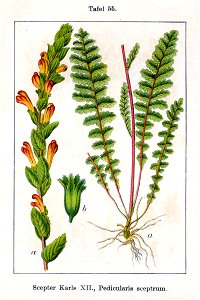 Pedicularis sceptrum-carolinum Sturm55