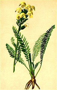 Pedicularis tuberosa Atlas Alpenflora