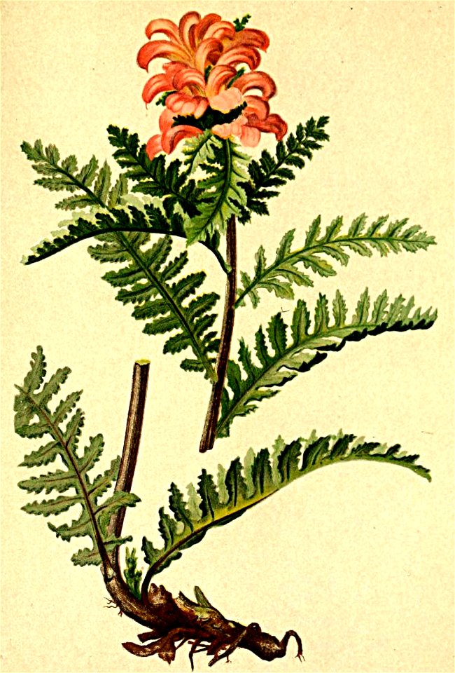 Pedicularis recutita Atlas Alpenflora