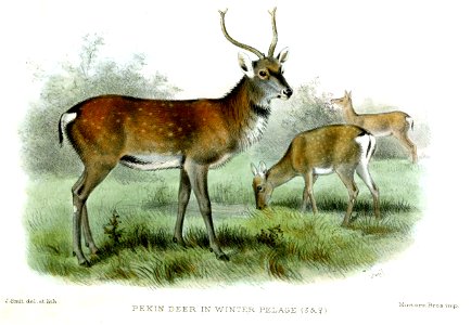 PekinDeerSmit