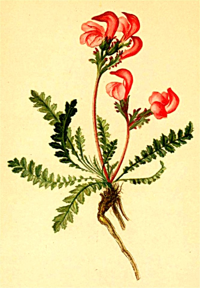 Pedicularis kerneri Atlas Alpenflora