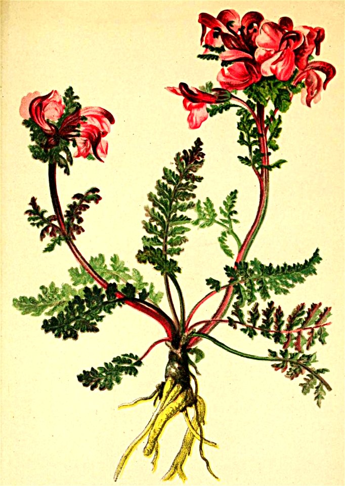 Pedicularis rostrata Atlas Alpenflora