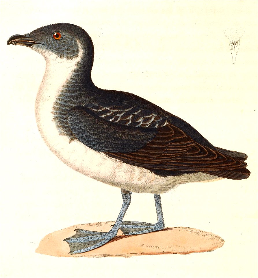 Pelecanoides urinatrix berard 1838