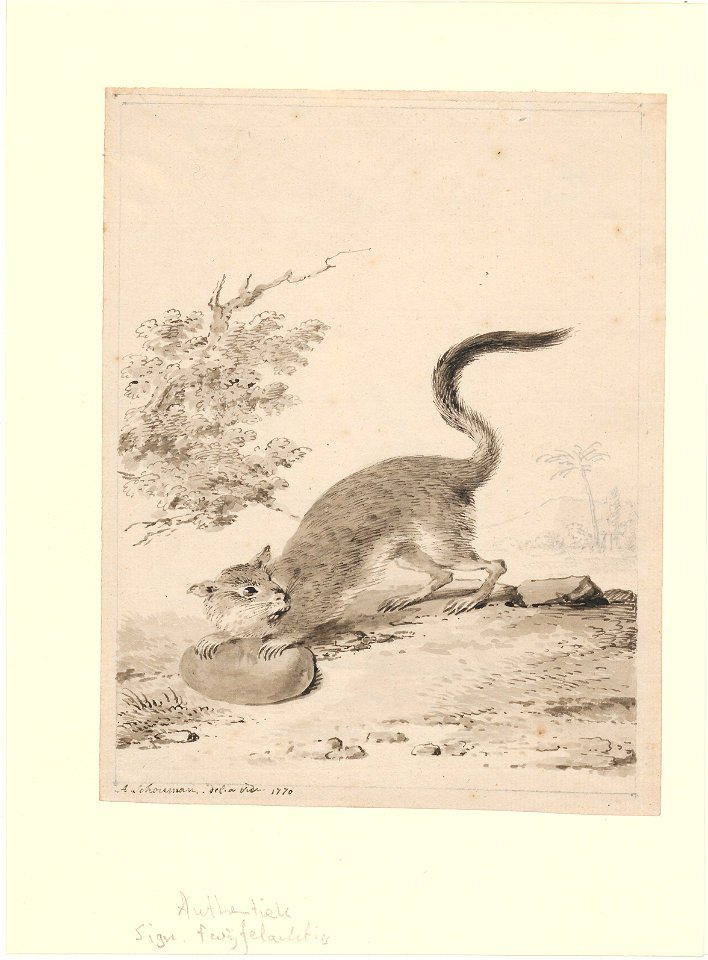 Pedetes capensis - 1770 - Print - Iconographia Zoologica - Special Collections University of Amsterdam - UBA01 IZA1000700